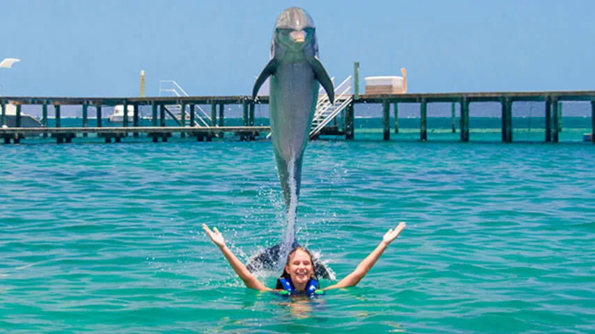 Dolphine Dventures
