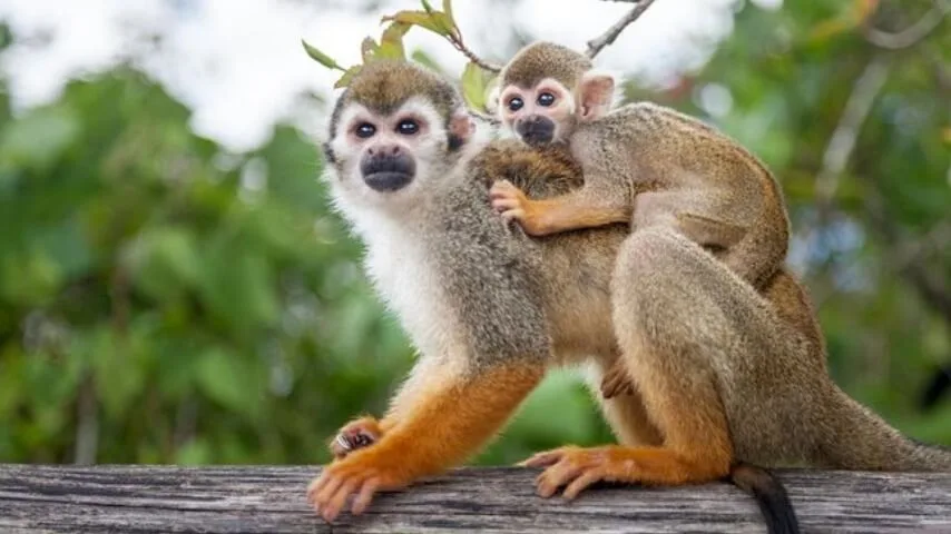 Monkeyland