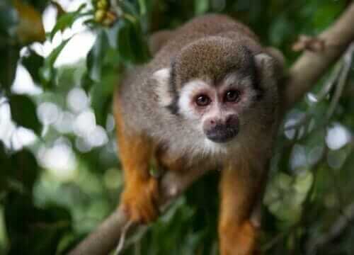 Monkeyland and Plantation