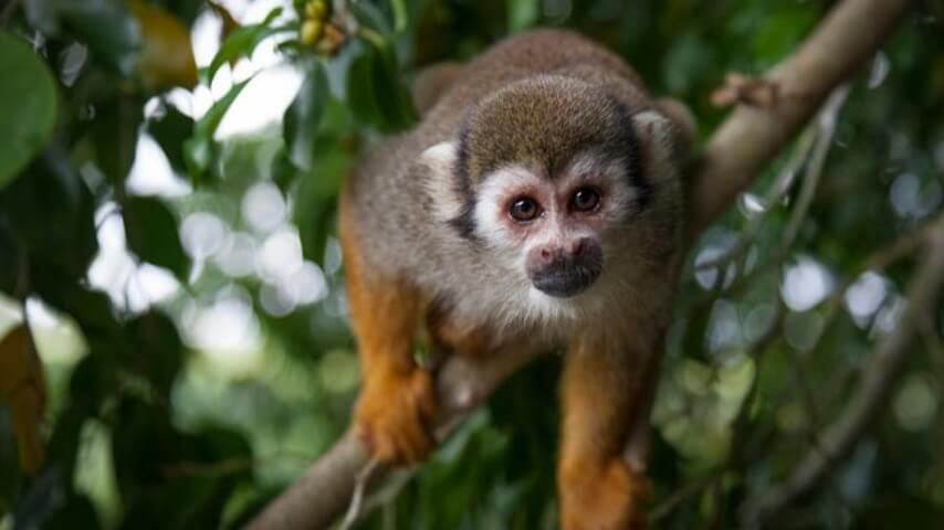 Monkeyland and Plantation